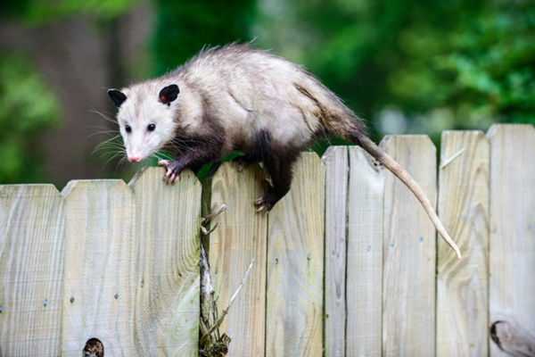 As the temperature outside drops, we cozy up inside our nice, warm houses. Unfortunately, so do insects and rodents.  Insects and other pests often will enter a home through an unsealed door, torn screen, crack in the foundation or walls. After entry the pest will inhabit a portion of your home and reproduce. After a pest has infested your home it can be very difficult to exterminate.