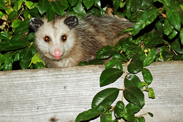 Whether the invaders are as small as an ant or as big as a family of skunks, your best defense against pests is sealing off their entry points into your fortress. Sealing your house can solve many in home infestations.  To prevent these pest from entering your home specific measures can be taken to seal these entry points.